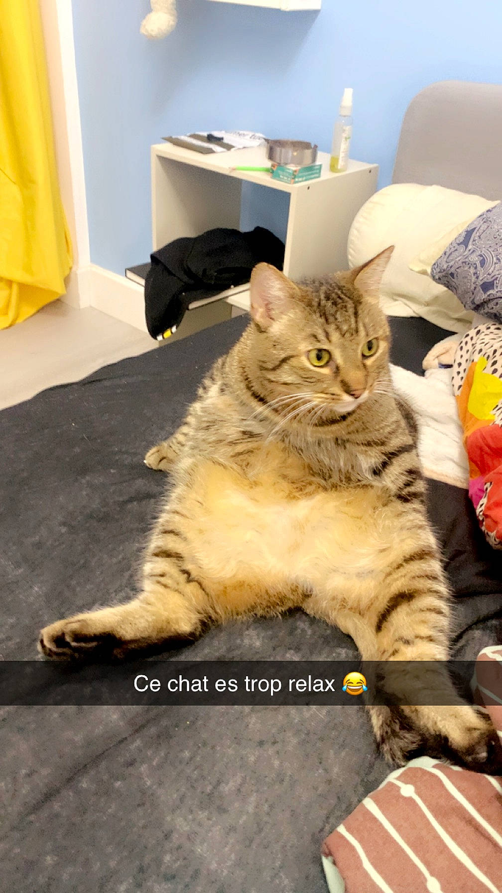 Pumba a rejoint le concours — aidez-le/la à gagner de superbes lots ! carnivore, cat, claw, comfort, domestic_short_haired_cat, fawn, felidae, flooring, fur, nap, paw, photo_caption, room, sitting, small_to_medium_sized_cats, snout, tail, terrestrial_animal, whiskers, yellow