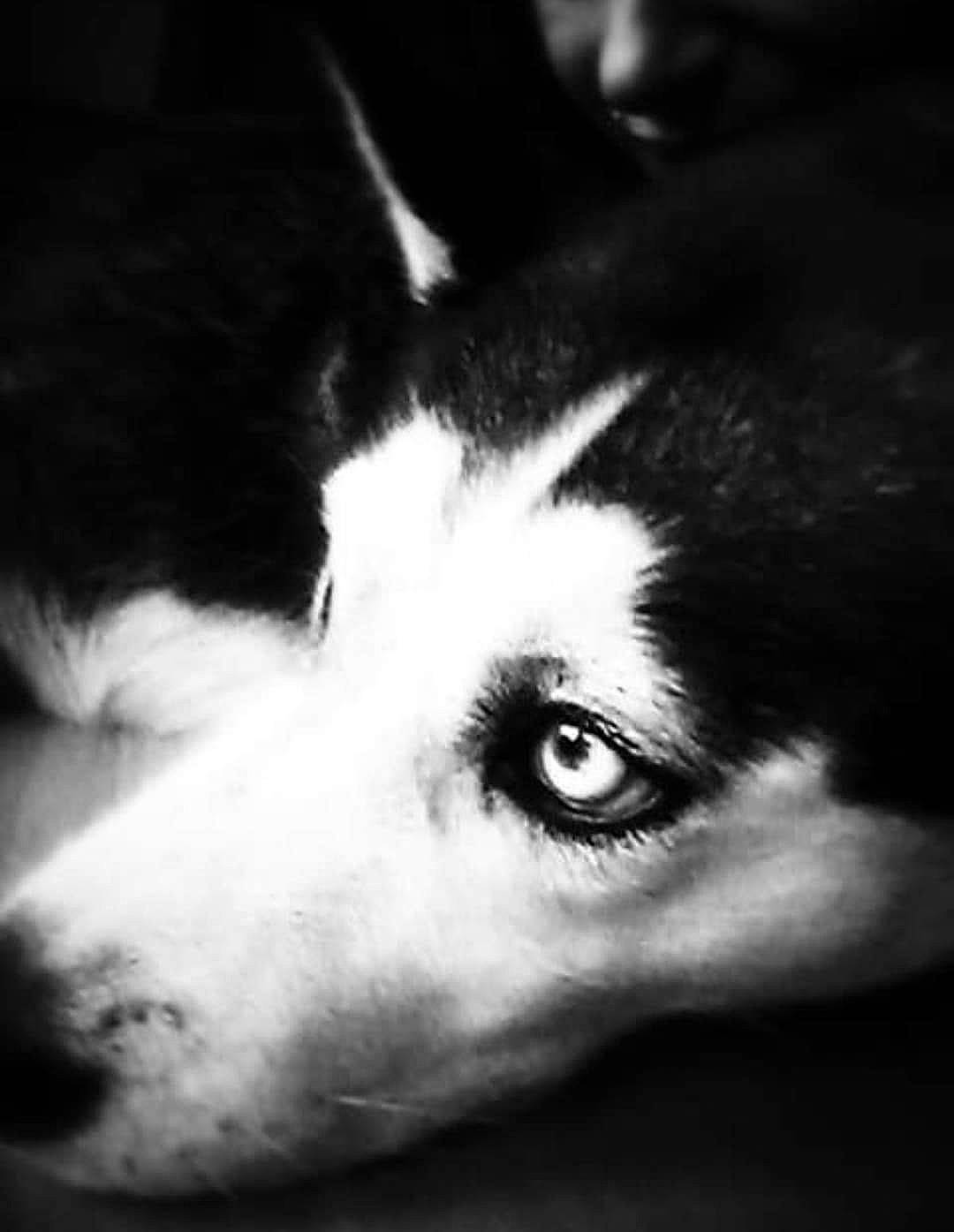 Iona a rejoint le concours — aidez-le/la à gagner de superbes lots ! black, black_and_white, border_collie, canidae, carnivore, close_up, dog, dog_breed, eye, fur, head, mammal, nose, puppy, siberian_husky, sky, snout, whiskers, white, working_dog