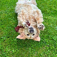 Lenny a rejoint le concours — aidez-le/la à gagner de superbes lots ! dog, golden_retriever, grass, playful, pet, outdoor, canine, animal, fur, happy, nature, paw, lying_down, summer, green, cute, domestic_animal, relaxed, tongue, ears