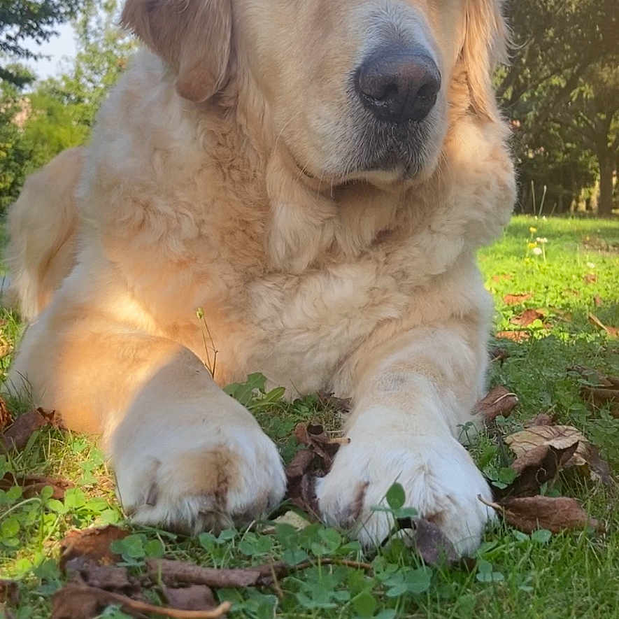 Lenny a rejoint le concours — aidez-le/la à gagner de superbes lots ! dog, golden_retriever, grass, outdoor, nature, animal, pet, sunlight, leaf, clover, canine, mammal, lying_down, close_up, daylight, peaceful, fur, portrait, relaxing, garden