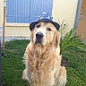 Lenny participe au concours pour gagner de l'argent avec cette photo : golden_retriever, dog, hat, outdoor, grass, plant, blue_shutter, window, person_arm, inflatable_pool, backyard, calm, pet, summer, garden, canine, fur, animal, sitting, accessory