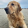 dog, golden_retriever, wet_fur, beach, sand, outdoor, animal, pet, canine, curly_fur, relaxed, nature, sky, overcast, portrait, close_up, mammal, laying_down, daytime, serene