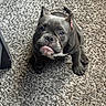 Luna joined the competition — help win amazing prizes! dog, puppy, bulldog, gray_dog, sitting, carpet, indoor, pet, animal, portrait, front_view, tongue, floppy_ears, short_hair, stocky, cute, serious_expression, living_room, floor, photography
