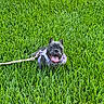 Luna joined the competition — help win amazing prizes! dog, french_bulldog, puppy, outdoor, grass, lawn, greenery, pet, canine, harness, leash, panting, tongue, ears, portrait, animal, sunlight, nature, playful, happy