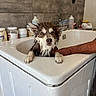 Vinyl a rejoint le concours — aidez-le/la à gagner de superbes lots ! dog, wet_dog, bathtub, bath, ears, pet, animal, canine, fur, water, human_arm, indoor, container, tile_wall, bottle, bathroom, paw, expression, closeup, support