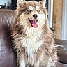 dog, fluffy, brown, white, sitting, happy, tongue_out, pet, canine, indoor, leather_couch, fur, smiling, animal, companion, cute, domestic, portrait, friendly, cozy