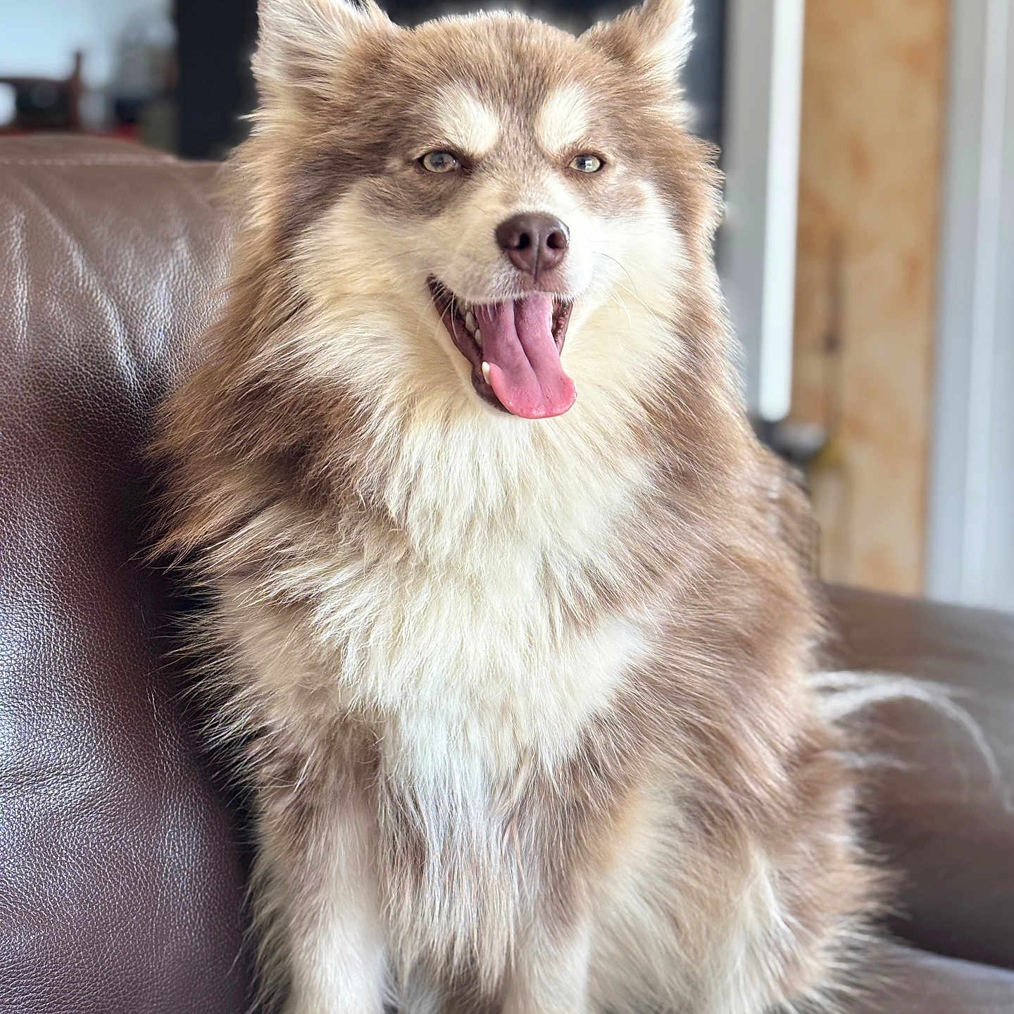 Vinyl participe au concours pour gagner de l'argent avec cette photo : dog, fluffy, brown, white, sitting, happy, tongue_out, pet, canine, indoor, leather_couch, fur, smiling, animal, companion, cute, domestic, portrait, friendly, cozy