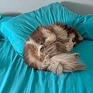 Vinyl a rejoint le concours — aidez-le/la à gagner de superbes lots ! dog, sleeping, bed, turquoise, pillow, curled_up, fluffy, pet, cozy, indoor, resting, fur, animal, cute, domestic_animal, relaxation, bedroom, comfort, canine, nap