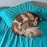 dog, sleeping, bed, turquoise, pillow, curled_up, fluffy, pet, cozy, indoor, resting, fur, animal, cute, domestic_animal, relaxation, bedroom, comfort, canine, nap