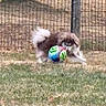 Vinyl participe au concours pour gagner de l'argent avec cette photo : dog, playing, ball, grass, outdoor, fence, fluffy, pet, animal, motion, fun, nature, yard, activity, energetic, colorful, grass_field, fence_post, blur, daytime