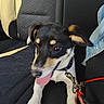 dog, puppy, car_seat, leash, collar, black_and_tan, white_paws, tongue_out, playful, denim_jacket, pet, animal, inside_car, seatbelt, sunlight, texture, close_up, young_dog, canine, happy