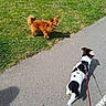 Aiko a rejoint le concours — aidez-le/la à gagner de superbes lots ! dog, grass, pavement, leash, outdoor, sunny, pet, canine, walking, animal, black_and_white_dog, brown_dog, small_dog, park, nature, shadow, sidewalk, playful, friendly, daytime