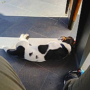 Aiko a rejoint le concours — aidez-le/la à gagner de superbes lots ! dog, black_and_white, lying_down, tile_floor, sunlight, shadow, table_leg, shoe, human_leg, collar, indoor, resting, pet, paw, relaxation, quiet, spot, fur, flooring, daylight