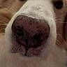 dog, close_up, nose, face, fur, pet, animal, indoor, whiskers, curious, muzzle, canine, portrait, furry, cute, domestic_animal, snout, whisker, close, expression