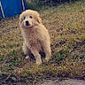 puppy, dog, grass, yard, outdoor, pet, curious, fluffy, canine, nature, blue_pool, bushes, house, daylight, animal, sitting, young_dog, fur, playful, garden