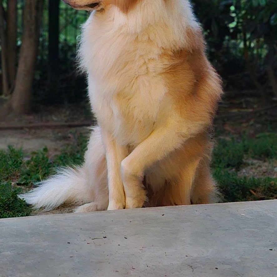 Haïko