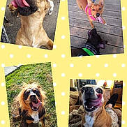 Candy joined the competition — help win amazing prizes! ancient_dog_breeds, art, boerboel, canidae, carnivore, collage, dog, dog_breed, fawn, german_shepherd_dog, photo_caption, photography, pug, puppy, selfie, snout