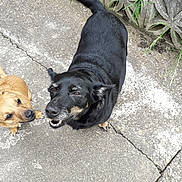 Lady is registered to the contest to win money with this photo: canidae, carnivore, companion_dog, dog, dog_breed, guard_dog, sporting_group, street_dog