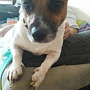 Snoopy joined the competition — help win amazing prizes! black_mouth_cur, brazilian_terrier, canidae, carnivore, chilean_fox_terrier, companion_dog, danish_swedish_farmdog, dog, dog_breed, fawn, feist, fox_terrier, jack_russell_terrier, mammal, potcake_dog, puppy, rat_terrier, smooth_fox_terrier, snout, vertebrate