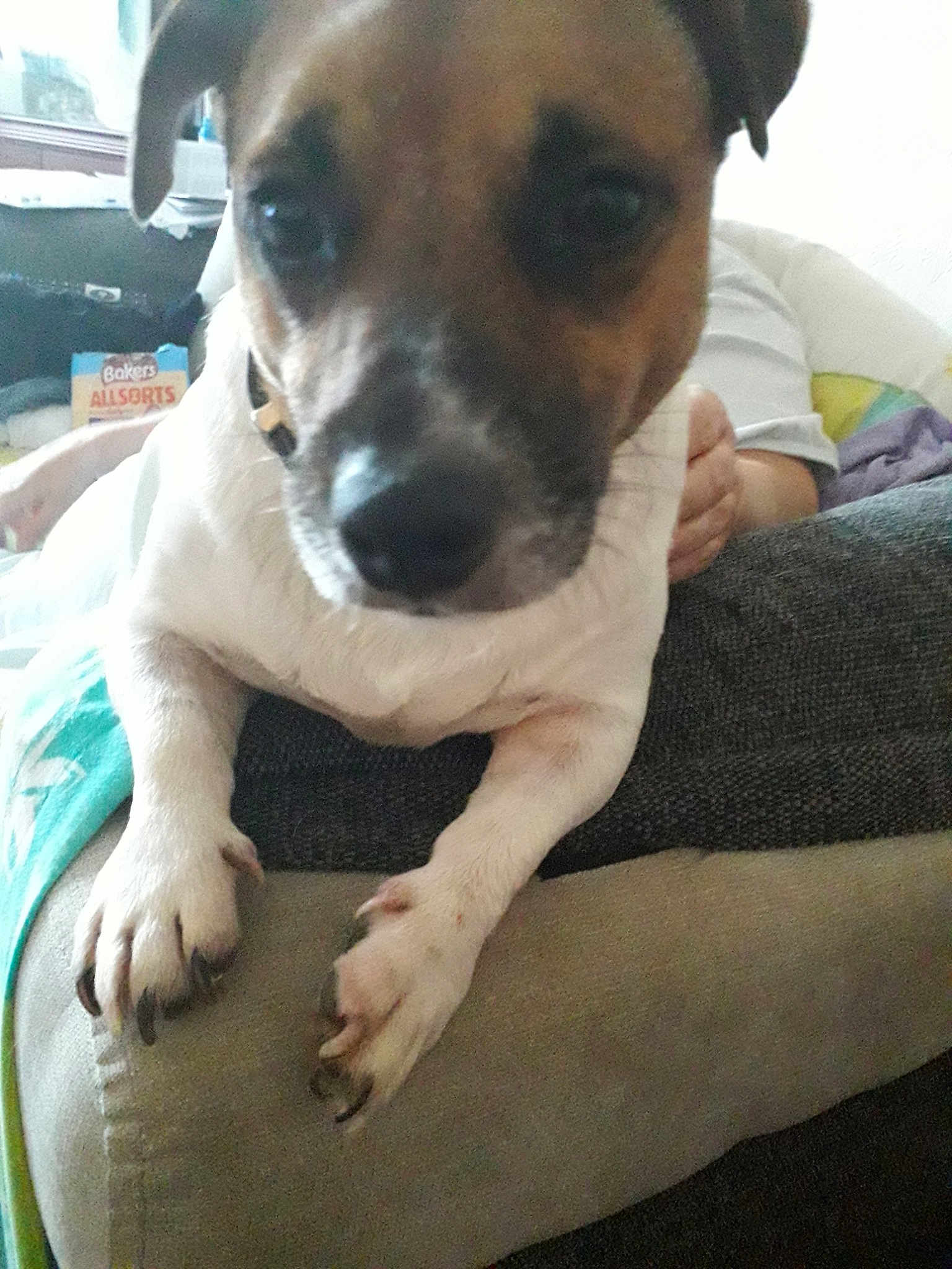 Snoopy