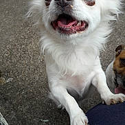 Poppy is registered to the contest to win money with this photo: ancient_dog_breeds, canidae, carnivore, chihuahua, companion_dog, dog, dog_breed, fawn, mammal, puppy, rare_breed_dog, snout, toy_dog, vertebrate, whiskers