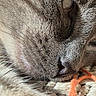 cat, close_up, face, eye, fur, nose, whiskers, sleeping, resting, texture, woven_surface, orange_thread, cozy, relaxed, pet, animal, macro, soft, detail, indoor