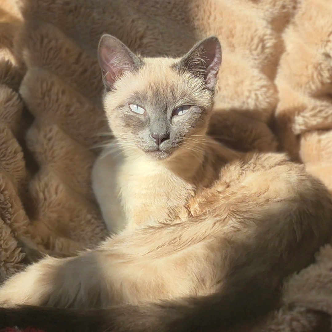 Mei Yin Yin participe au concours pour gagner de l'argent avec cette photo : cat, siamese_cat, feline, pet, animal, resting, sunlight, blanket, cozy, fur, blue_eyes, indoor, relaxing, soft_texture, sleepy, cute, mammal, whiskers, portrait, warm