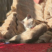 Mei Yin Yin a rejoint le concours — aidez-le/la à gagner de superbes lots ! cat, grooming, sunlight, blanket, cozy, fur, indoor, relaxing, red_rug, texture, pet, animal, feline, comfort, resting, warm_light, home, soft, quiet, peaceful