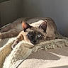 Mei Yin Yin participe au concours pour gagner de l'argent avec cette photo : cat, siamese_cat, animal, pet, feline, blue_eyes, relaxing, sunlight, blanket, cozy, indoor, resting, fur, whiskers, ears, paw, shadow, quiet, home, comfort