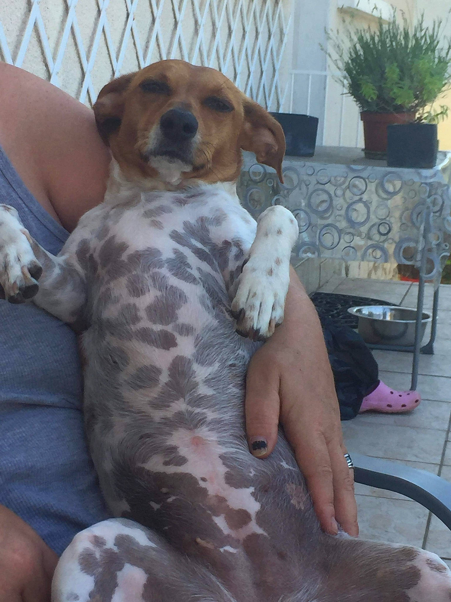 Molly participe au concours pour gagner de l'argent avec cette photo : canidae, carnivore, companion_dog, dog, dog_breed, fawn, mammal, pointer, sporting_group, vertebrate