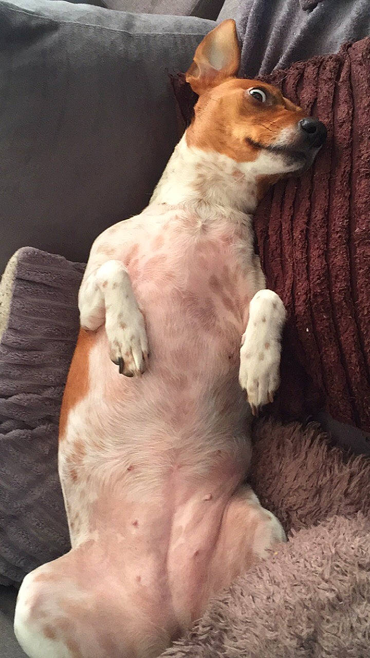 Molly a rejoint le concours — aidez-le/la à gagner de superbes lots ! ancient_dog_breeds, canidae, carnivore, companion_dog, dog, dog_breed, fawn, fox_terrier, mammal, portuguese_podengo, street_dog, teddy_roosevelt_terrier