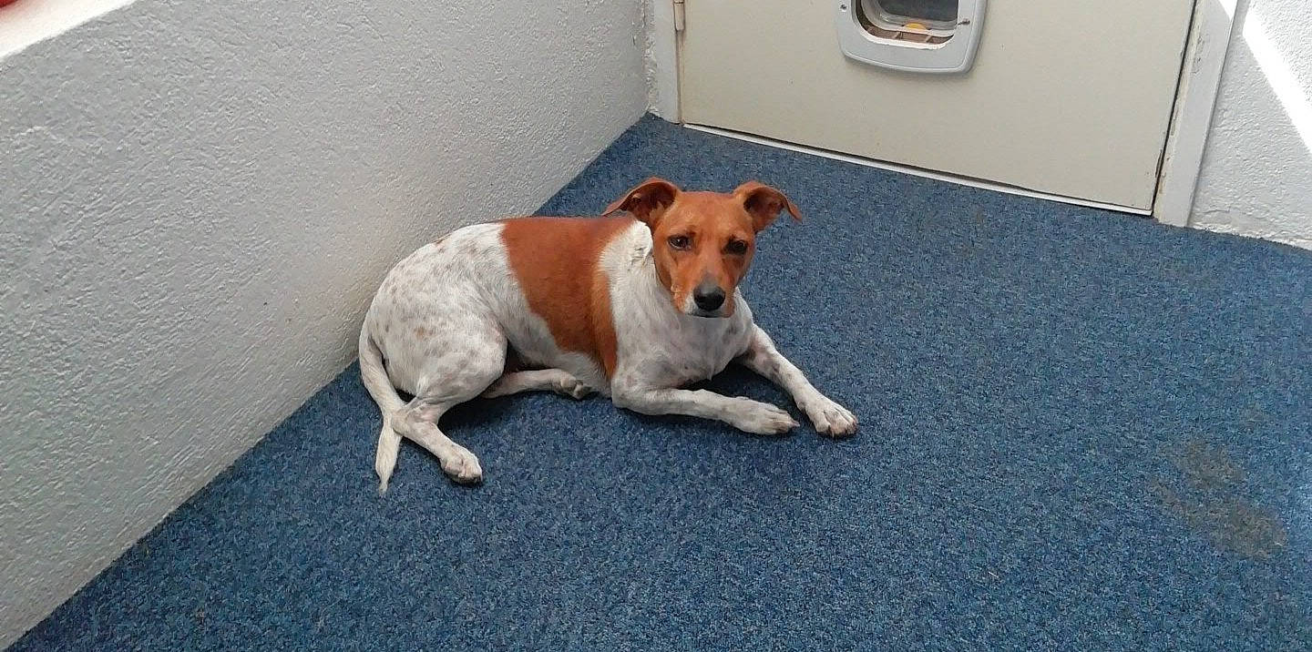 Molly a rejoint le concours — aidez-le/la à gagner de superbes lots ! canidae, carnivore, companion_dog, dog, dog_breed, fawn, fox_terrier, jack_russell_terrier, mammal, miniature_fox_terrier, plummer_terrier, potcake_dog, russell_terrier, smooth_fox_terrier, snout, street_dog, tenterfield_terrier, vertebrate