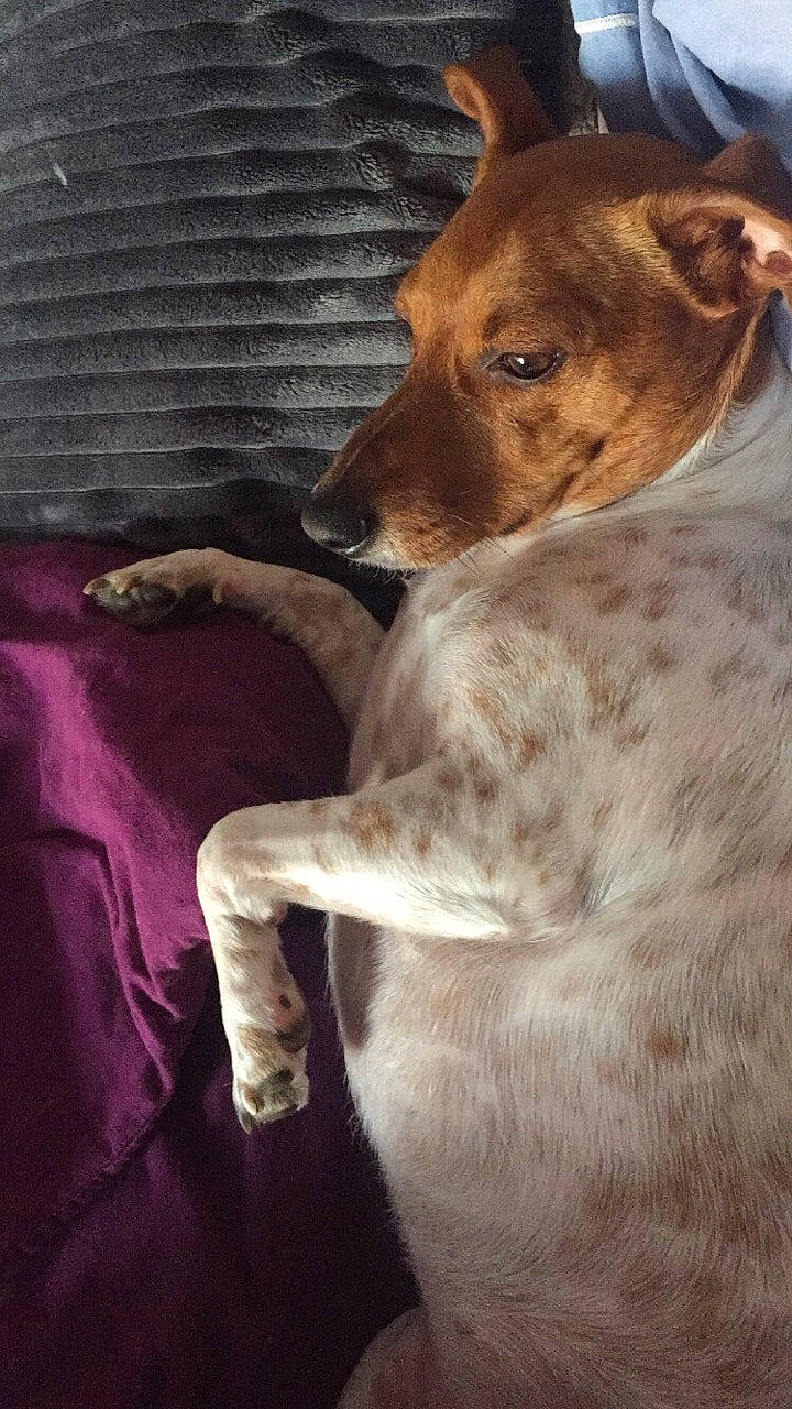 Molly a rejoint le concours — aidez-le/la à gagner de superbes lots ! brazilian_terrier, canidae, carnivore, companion_dog, dog, dog_breed, fawn, feist, fox_terrier, mammal, snout, vertebrate, whiskers