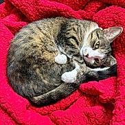 Luna is registered to the contest to win money with this photo: cat, tabby, feline, pet, sleeping, curled_up, blanket, red, cozy, fur, whiskers, paw, indoor, resting, cute, domestic_animal, animal, relaxed, closeup, soft