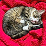 cat, tabby, feline, pet, sleeping, curled_up, blanket, red, cozy, fur, whiskers, paw, indoor, resting, cute, domestic_animal, animal, relaxed, closeup, soft
