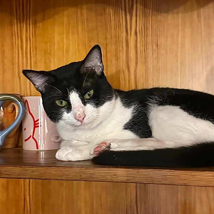 Panda joined the competition — help win amazing prizes! cat, black_and_white, tuxedo_cat, animal, pet, shelf, wood, indoors, portrait, close_up, lying_down, relaxed, green_eyes, whiskers, ears, fur, mugs, ceramic, home_decor, photography