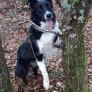 Yago a rejoint le concours — aidez-le/la à gagner de superbes lots ! dog, border_collie, black_and_white, outdoors, forest, woodland, trees, tree_trunk, fallen_leaves, nature, animal, pet, sitting, standing, raised_paw, open_mouth, tongue, long_hair, portrait, adventure