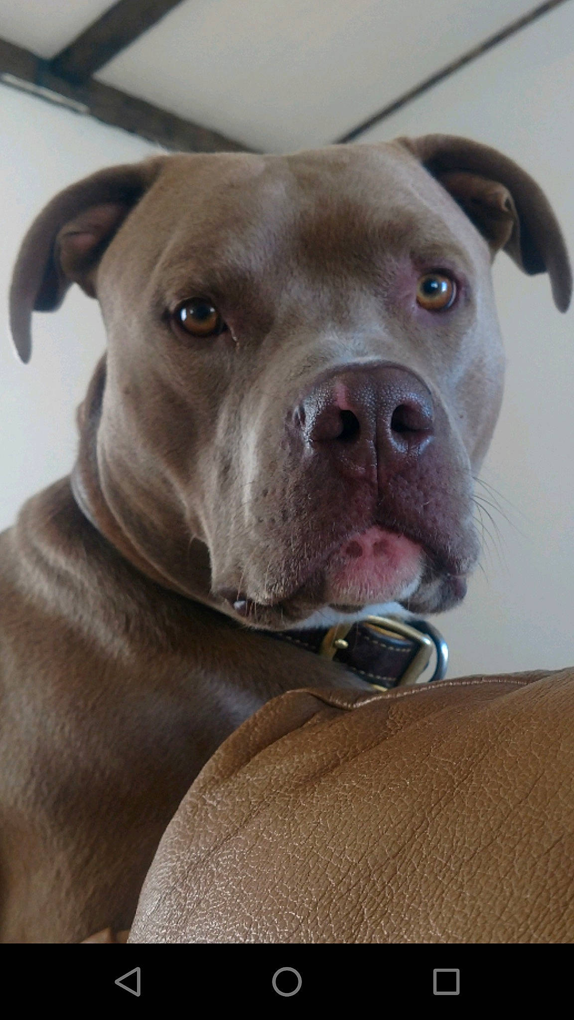 Milo joined the competition — help win amazing prizes! canidae, carnivore, collar, companion_dog, dog, dog_breed, dog_collar, eye, fawn, fur, head, liver, non_sporting_group, snout, sporting_group, terrestrial_animal, whiskers, working_animal