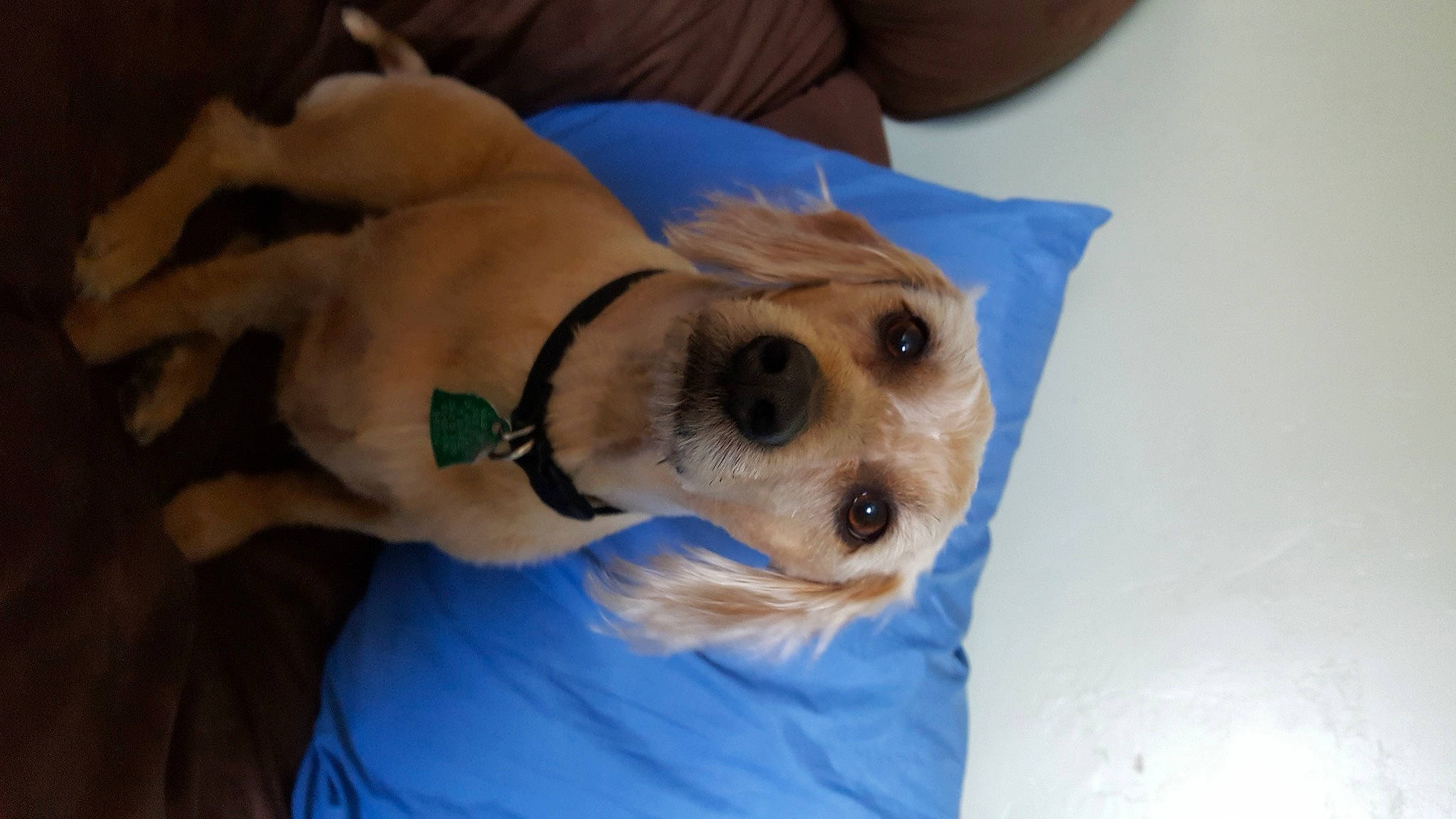 Charlie joined the competition — help win amazing prizes! bed, canidae, carnivore, collar, comfort, companion_dog, couch, dog, dog_breed, dog_clothes, dog_supply, fawn, fur, paw, snout, sporting_group, toy_dog, watch, whiskers, working_animal