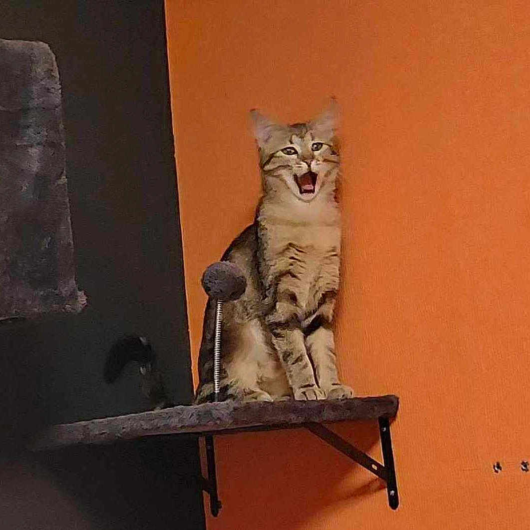Minette participe au concours pour gagner de l'argent avec cette photo : abyssinian, angora, animal, architecture, building, cat, chair, egyptiancat, furniture, homedecor, indoors, kitten, maceclub, manx, ocelot, pet, shelf, siamese, wall, weapon