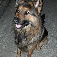 Falko a rejoint le concours — aidez-le/la à gagner de superbes lots ! animal, canine, collie, dog, germanshepherd, husky, pet, policedog, puppy, slate, snout