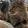 animal, blanket, cat, closeup, cozy, curious, cute, domestic, feline, fur, indoor, living_room, mammal, pet, relaxed, resting, side_view, soft, tabby, whiskers