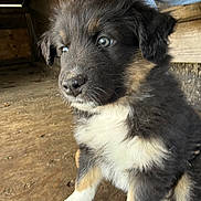 Cedar is registered to the contest to win money with this photo: puppy, dog, animal, pet, fur, black, white, brown, sitting, indoors, wood, floor, cute, young, canine, portrait, looking_away, ears, whiskers, nose