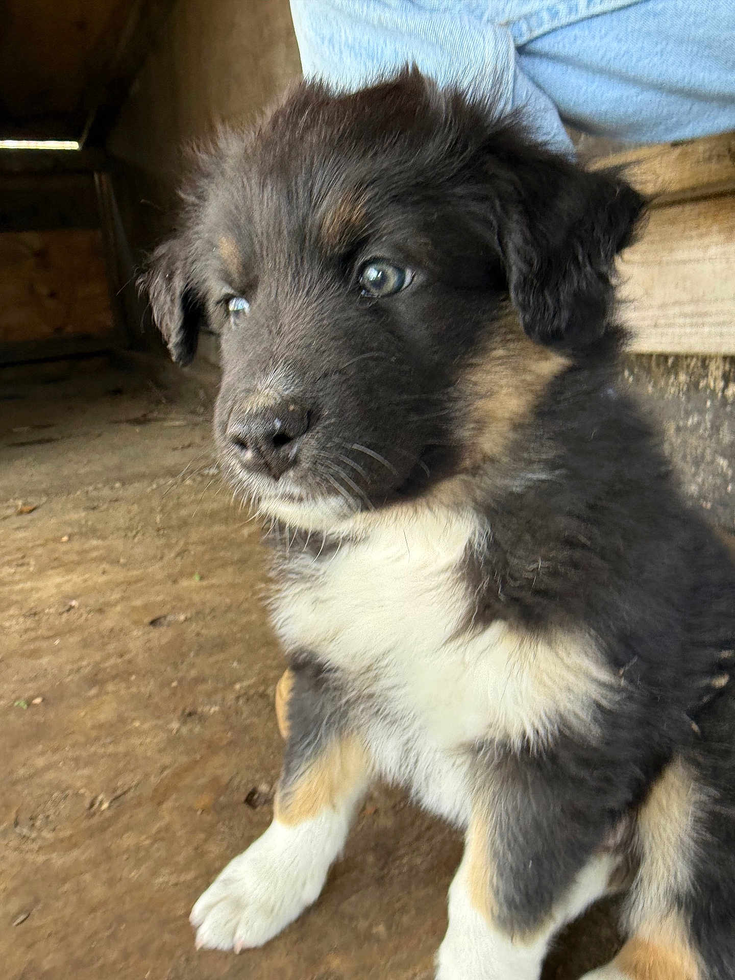 Cedar is registered to the contest to win money with this photo: puppy, dog, animal, pet, fur, black, white, brown, sitting, indoors, wood, floor, cute, young, canine, portrait, looking_away, ears, whiskers, nose