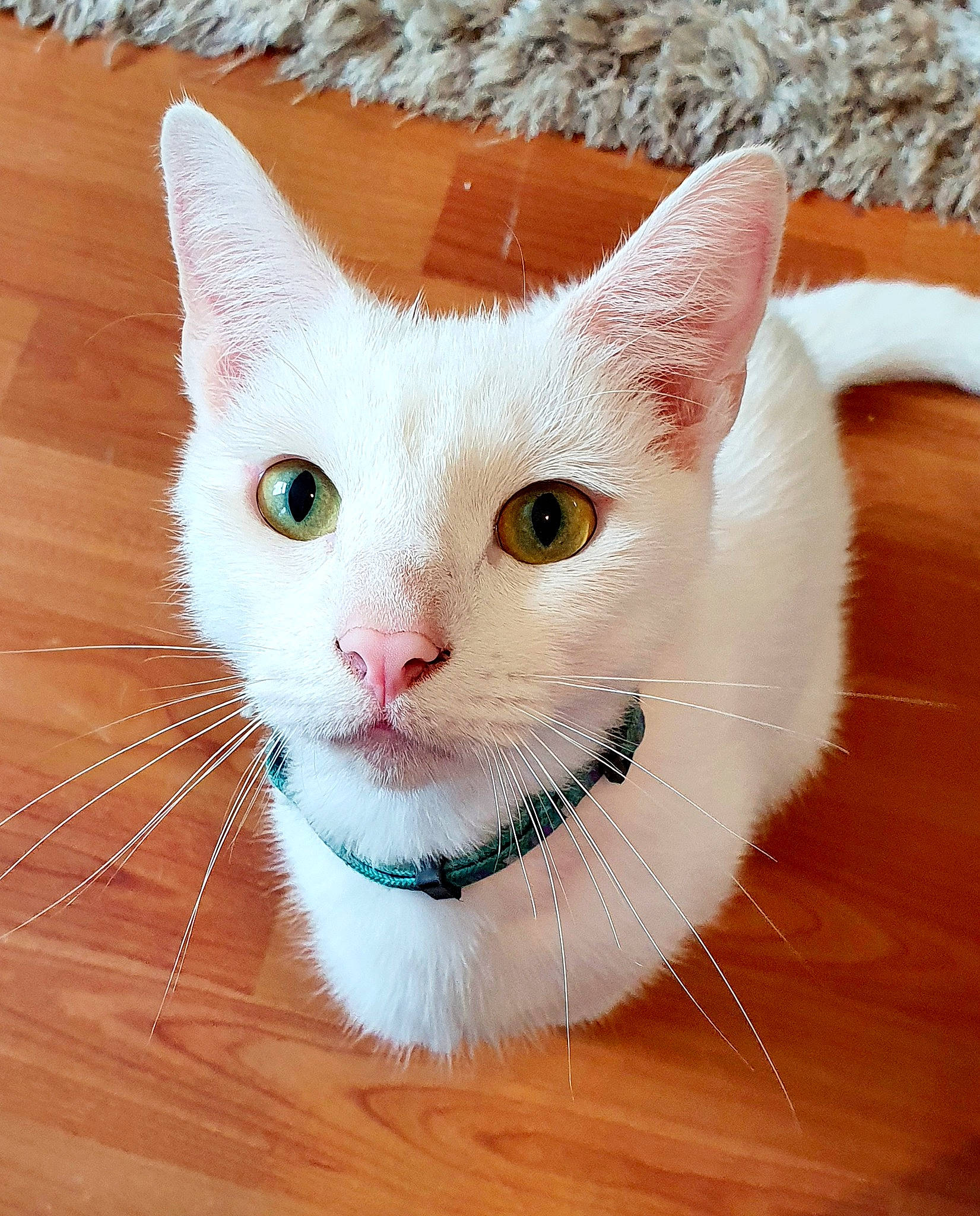 Hedwig joined the competition — help win amazing prizes! aegean_cat, american_wirehair, carnivore, cat, colorpoint_shorthair, domestic_short_haired_cat, ear, eye, felidae, fur, japanese_bobtail, khao_manee, kitten, mammal, nose, small_to_medium_sized_cats, snout, turkish_angora, turkish_van, whiskers