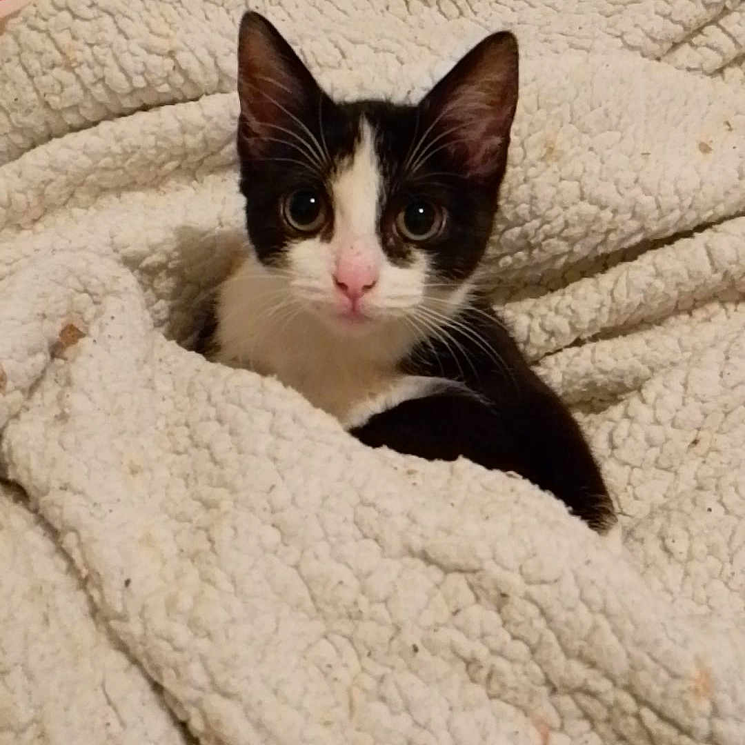 Caline participe au concours pour gagner de l'argent avec cette photo : abyssinian, animal, bed, bedroom, blanket, cat, face, furniture, head, indoors, kitten, laundry, manx, person, pet, quilt, room, towel