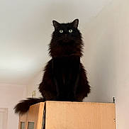 Rimbo a rejoint le concours — aidez-le/la à gagner de superbes lots ! cat, black_cat, fluffy, animal, pet, indoor, feline, cabinet, wooden, fur, green_eyes, portrait, sitting, looking, majestic, home, domestic_animal, whiskers, tail, alert