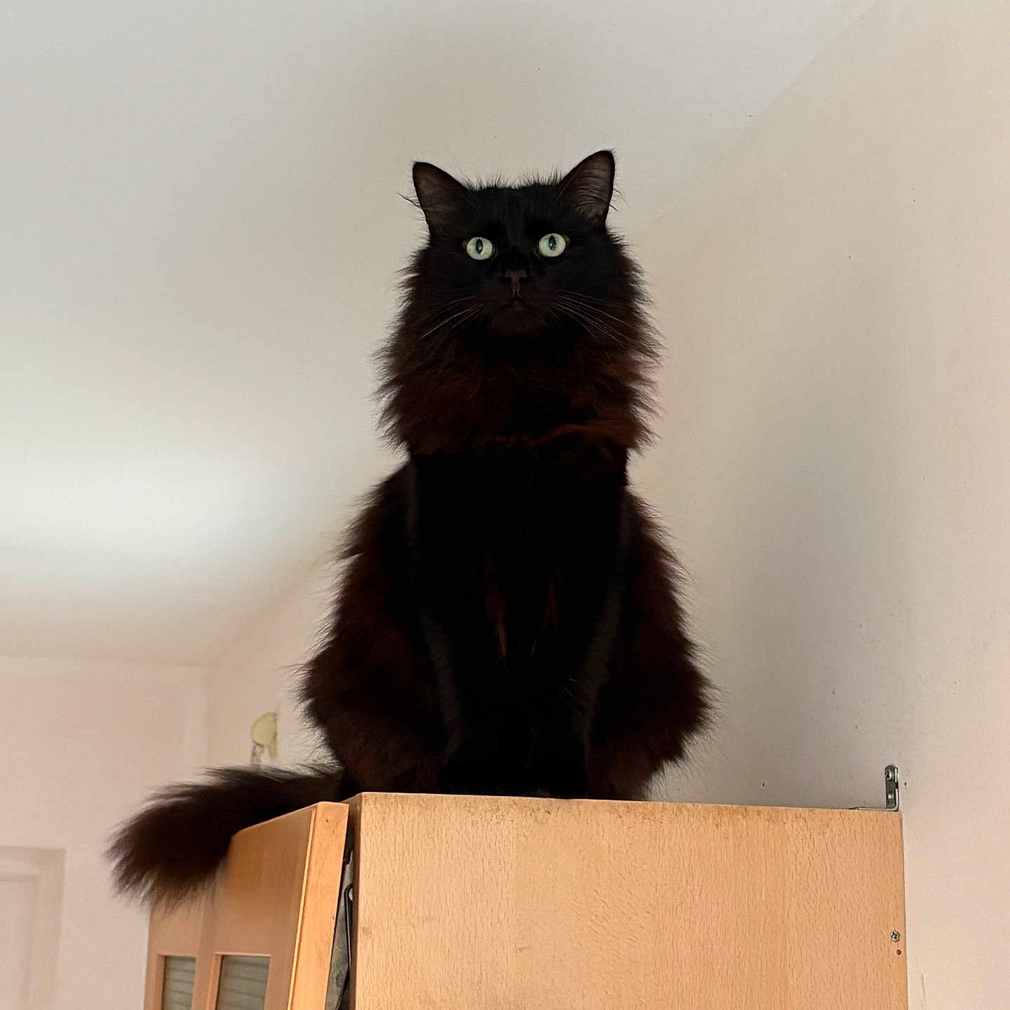 Rimbo a rejoint le concours — aidez-le/la à gagner de superbes lots ! cat, black_cat, fluffy, animal, pet, indoor, feline, cabinet, wooden, fur, green_eyes, portrait, sitting, looking, majestic, home, domestic_animal, whiskers, tail, alert