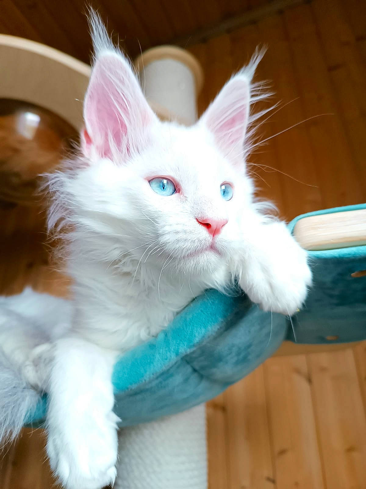 Athos participe au concours pour gagner de l'argent avec cette photo : carnivore, cat, claw, comfort, domestic_short_haired_cat, electric_blue, eye, felidae, fur, paw, small_to_medium_sized_cats, tail, whiskers