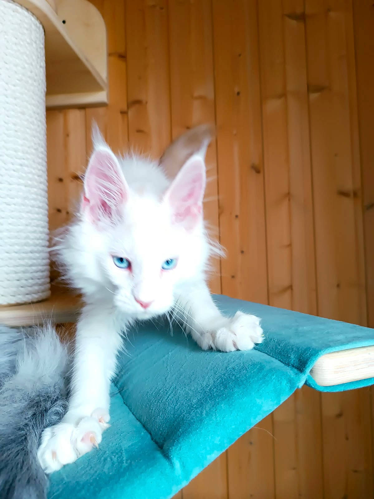 Athos participe au concours pour gagner de l'argent avec cette photo : carnivore, cat, cat_supply, claw, comfort, domestic_short_haired_cat, door, eye, fawn, felidae, foot, fur, iris, paw, sitting, small_to_medium_sized_cats, snout, tail, whiskers, wood